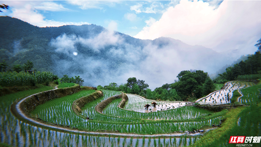 綠(lǜ)色印記，歲月(yuè)沉香丨瑤珍：一(yī)粒米的(de)綠(lǜ)色進化(huà)論